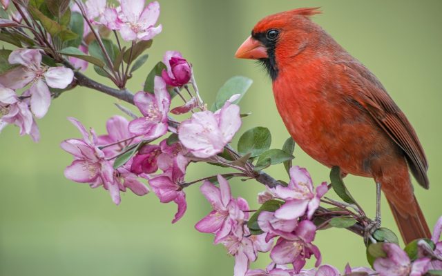 Красная птица.