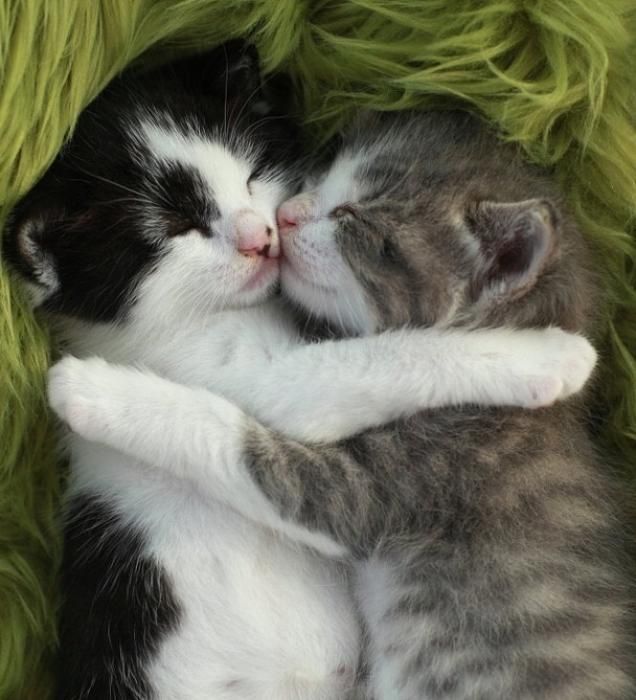 Милые обнимающиеся котята