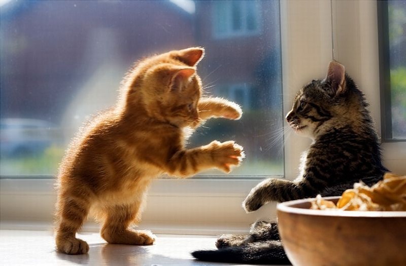 Два играющихся котенка