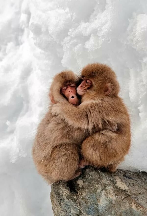 Две обезьянки, обнимающиеся на скале