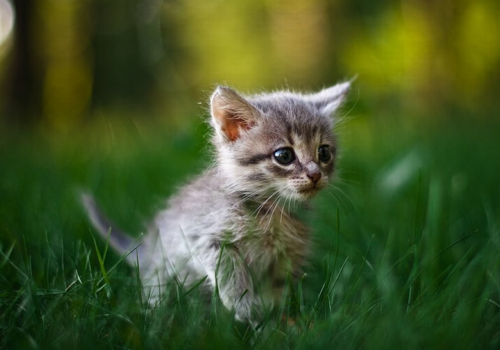 котик на траве