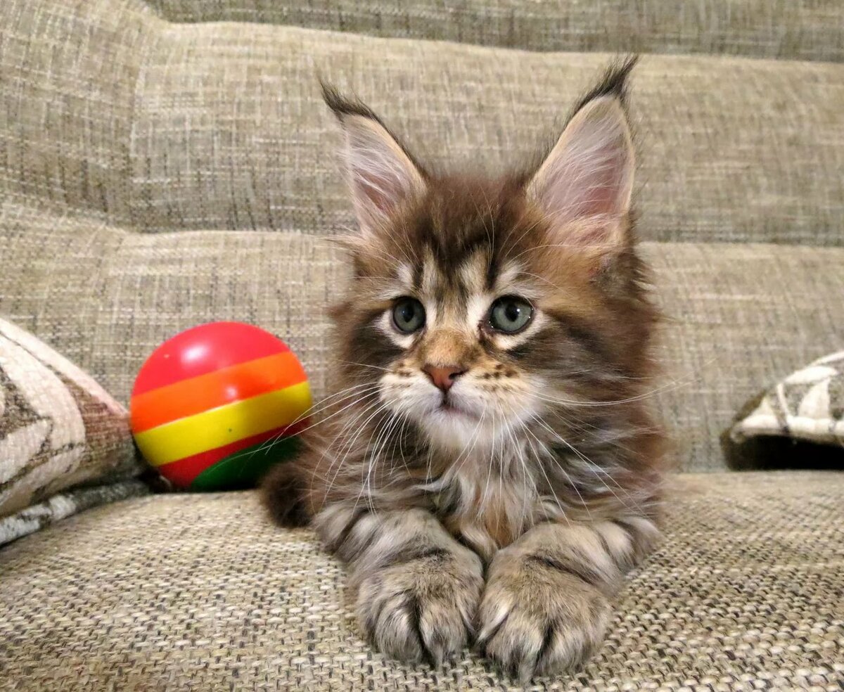 Котенок с мячиком