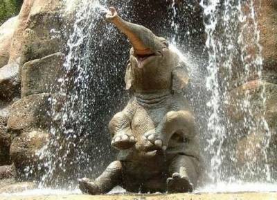Слон принимает душ на водопаде.