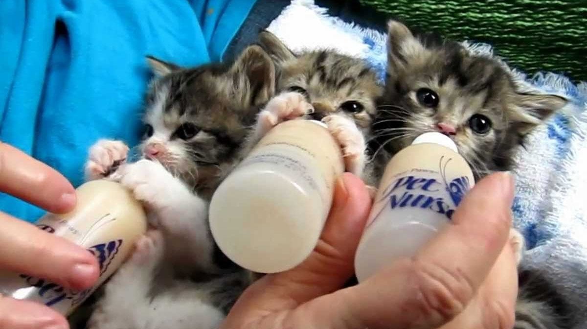 Три котенка с бутылочками