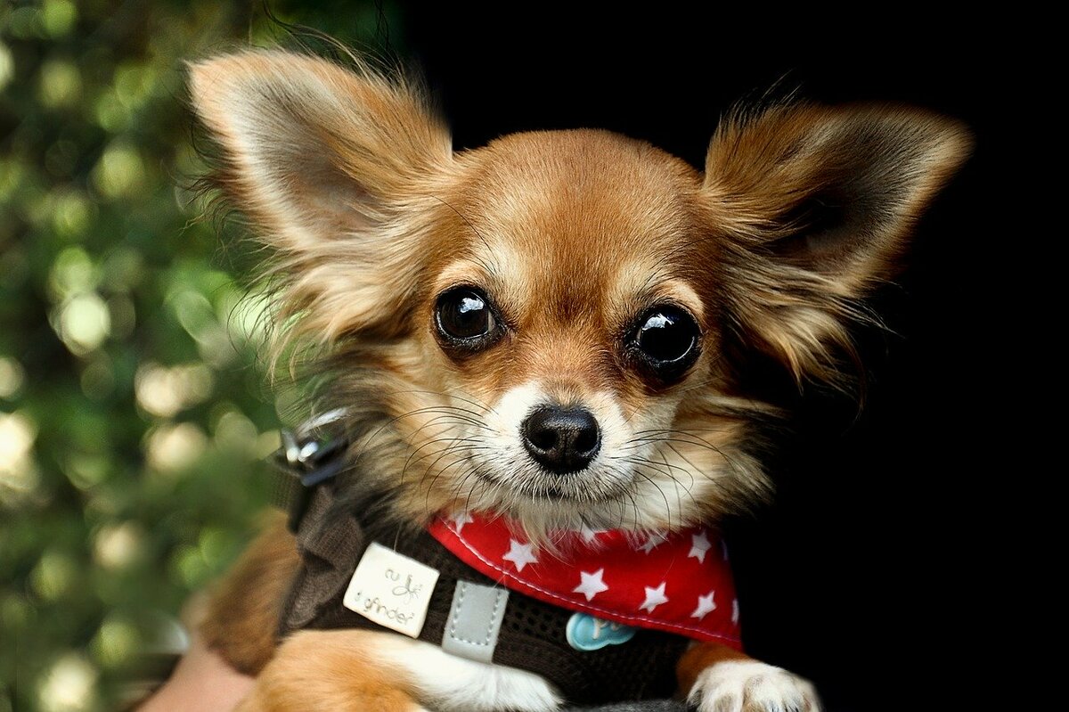 Выбор маленькой собаки. Чихуахуа БУБУ. Собачка чихуахуа. Порода собак чихуахуа. Маленькая собачка чихуахуа.