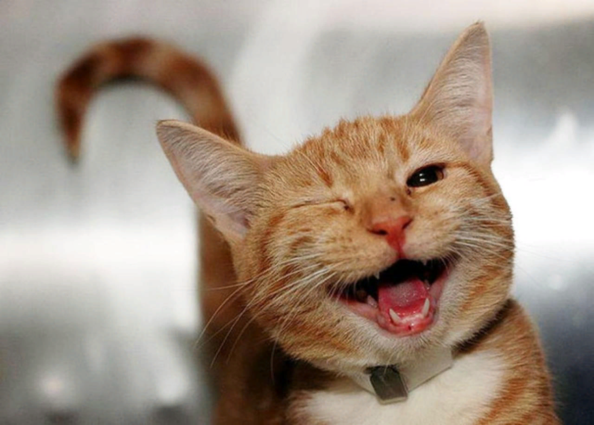 Веселое видео доброе. Радостный кот. Улыбка кота. Веселый котик. Кот улыбается.