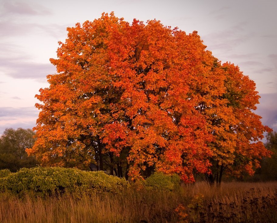 Прекрасное дерево осенью
