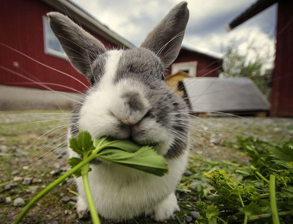 Кролик с травинкой