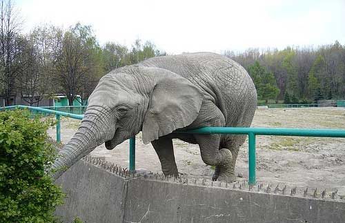 Слон и забор.