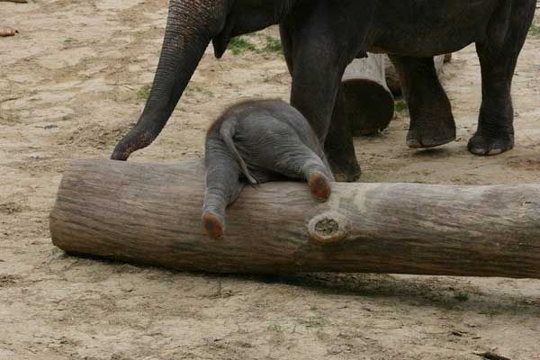 Мама-слон и слоненок.
