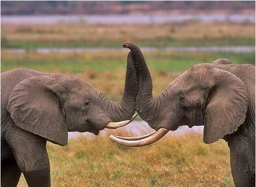Влюбленные слоны.