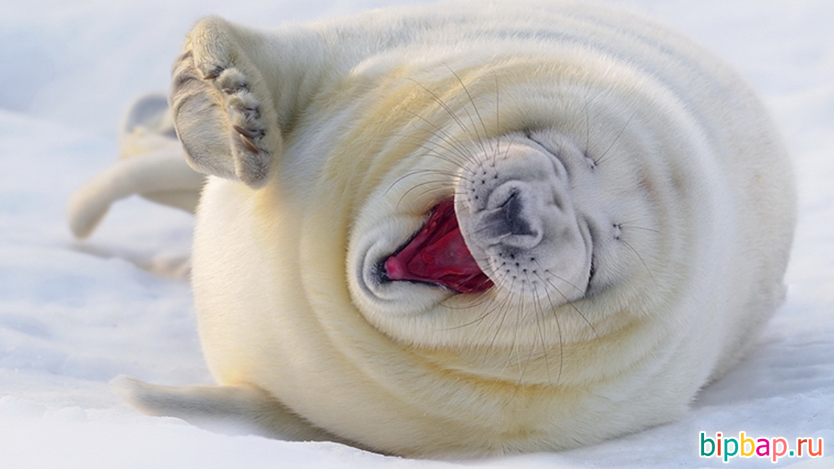 Белый тюлень