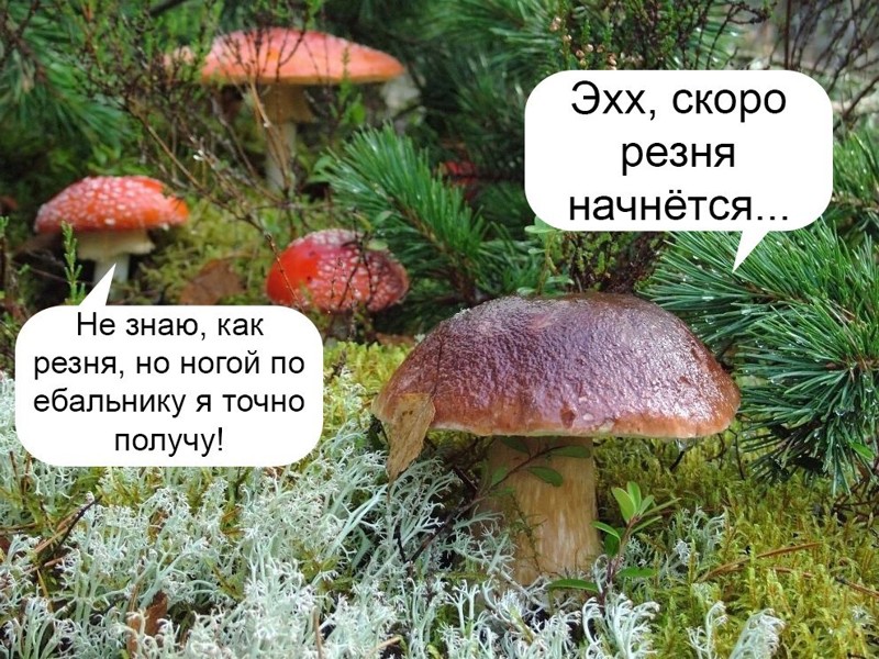 Смешная надпись про грибы