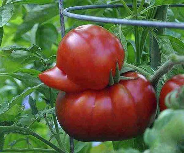 Необычный помидор.