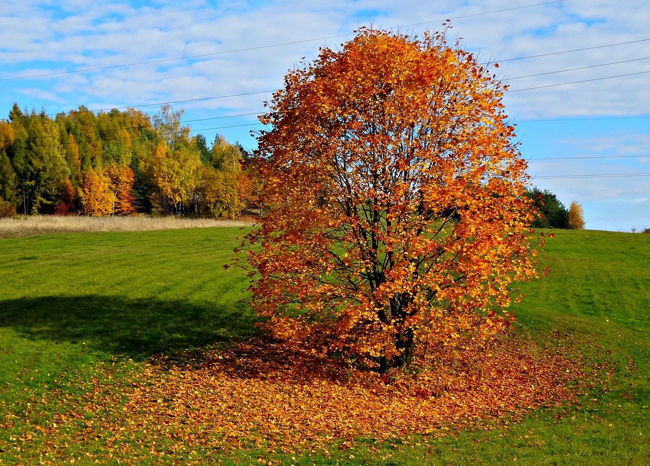 Деревья и кустарники осенью