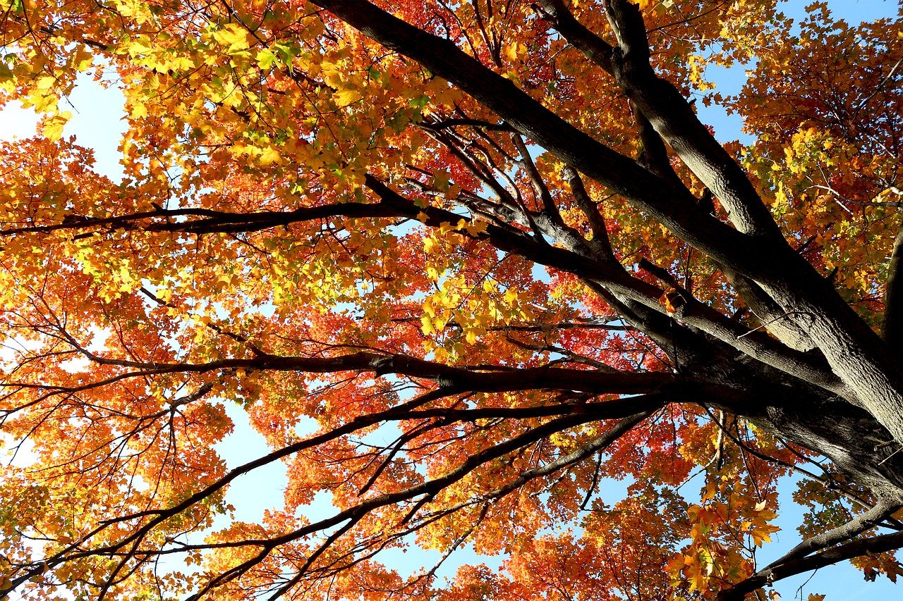 Осенние лиственные деревья