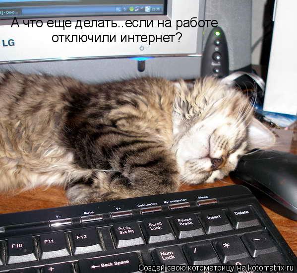 Кот и клавиатура.