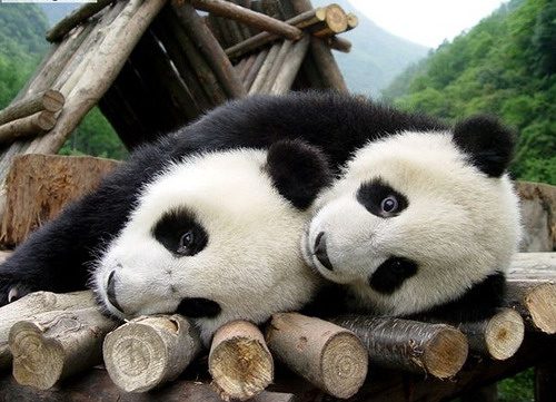 Панды отдыхают.