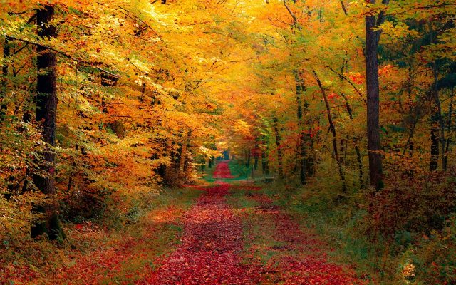 Лес, дорога, осень.