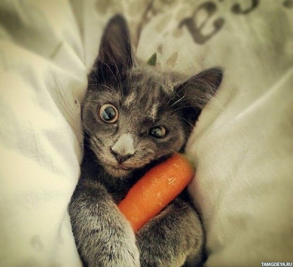 Котик с морковкой