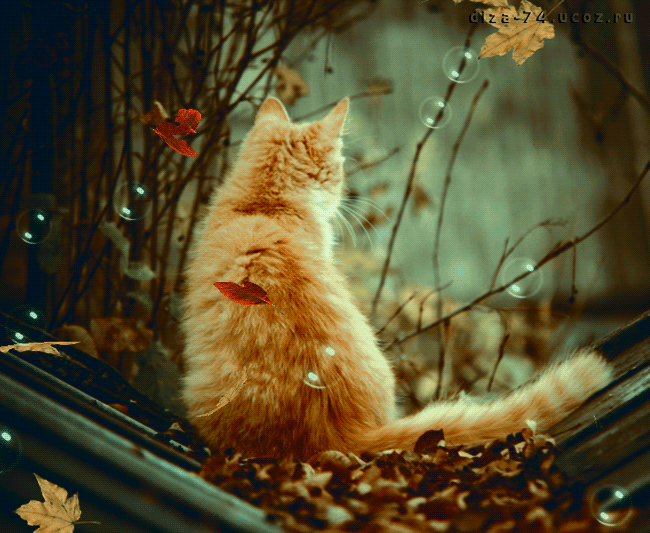1. Красивая гифка с рыжим котом под падающими осенними листьями
