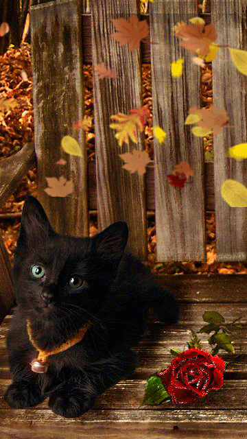 5. Анимация с чёрной кошкой под осенним листопадом