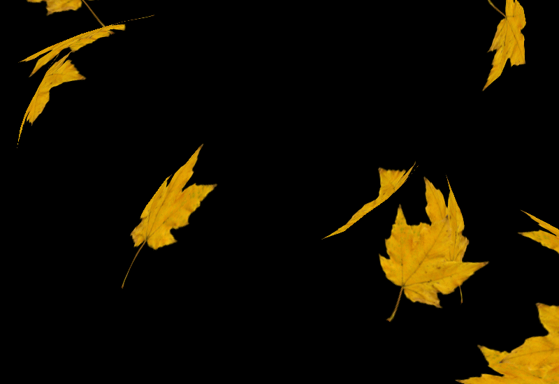 Гиф листья падают на прозрачном фоне