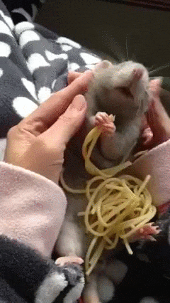 10. Гифка крыса ест Спагетти