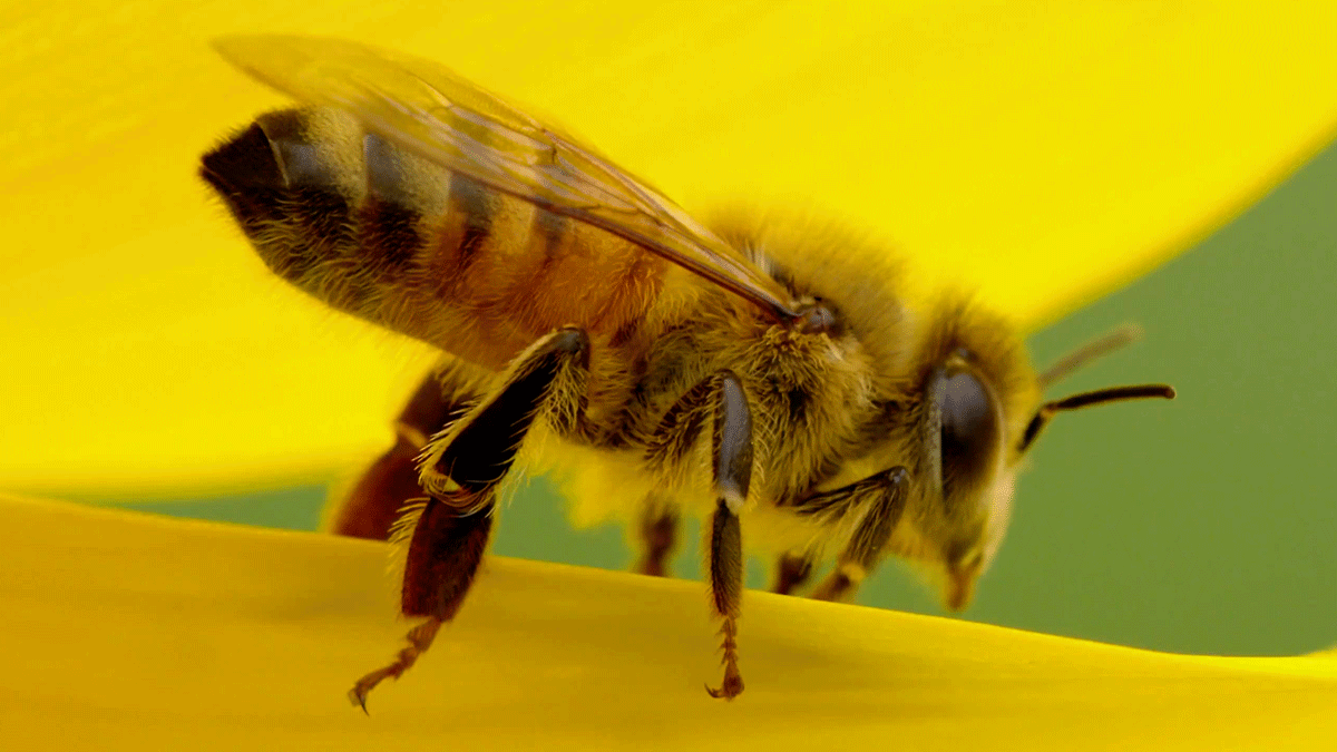 Одна из двух насекомых топа, к которым отношусь положительно. Да и мёд люблю иногда пожрать, фамилия обязывает. Максимальная скорость — 60 км в час.