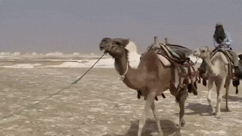 Караван движется. Верблюд в пустыне. Анимированный верблюд. Смешной верблюд. Верблюд гифка.