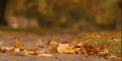 4. Анимированная картинка осенняя листва на дороге