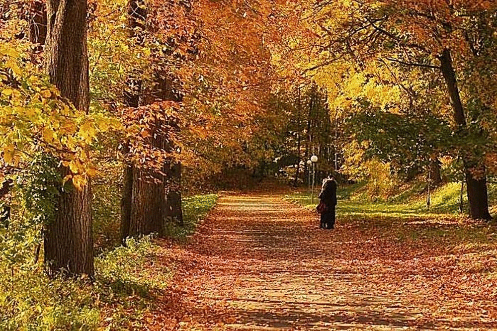 Осень гиф. Старый осенний парк. Листопад в парке. Осенний тихий сад,. Прогулка в лесу.
