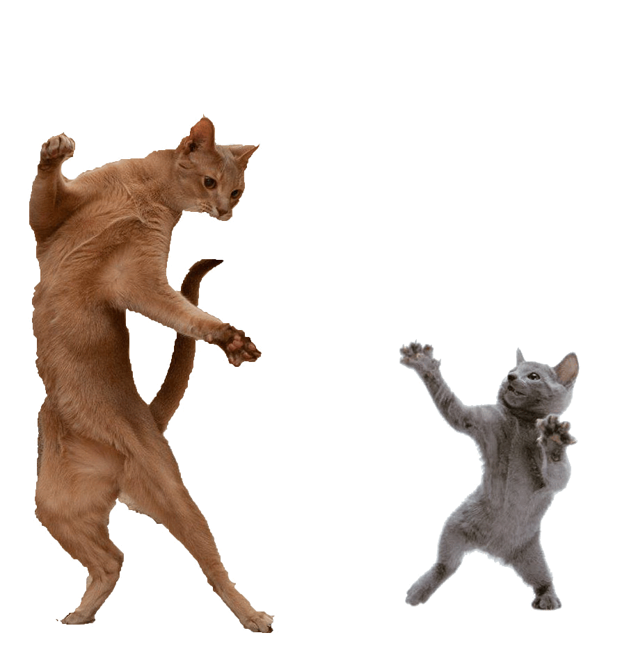 Где котики танцуют. Танцующий котик. Кот танцует. Танцующая кошка. Котятки танцуют.