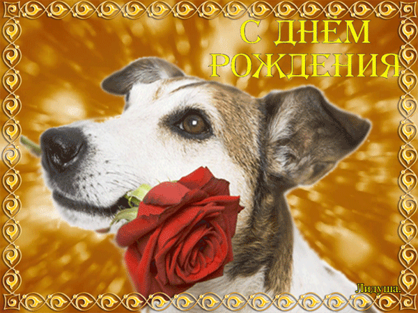 19. Яркая gif картинка с днём рождения, собака держит красную розу в зубах!