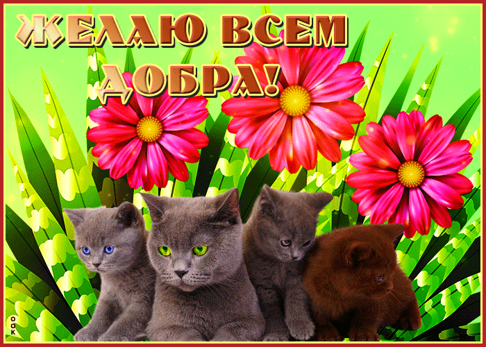 5. Анимированная картинка с пожеланием добра с котятами!