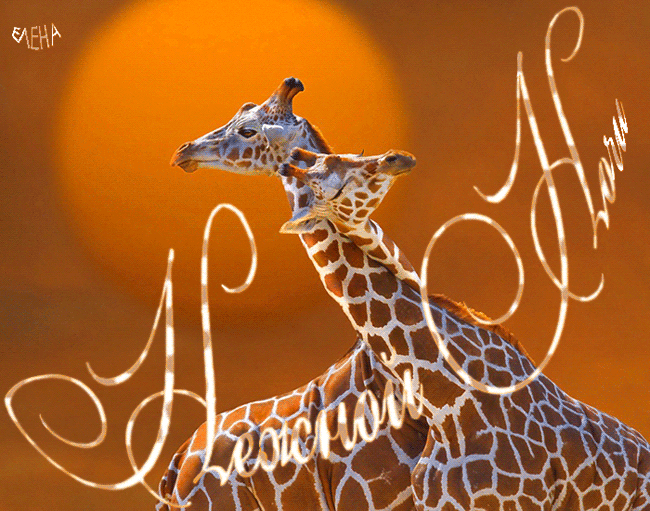 1. Спокойной и нежной ночи gif картинка с жирафом