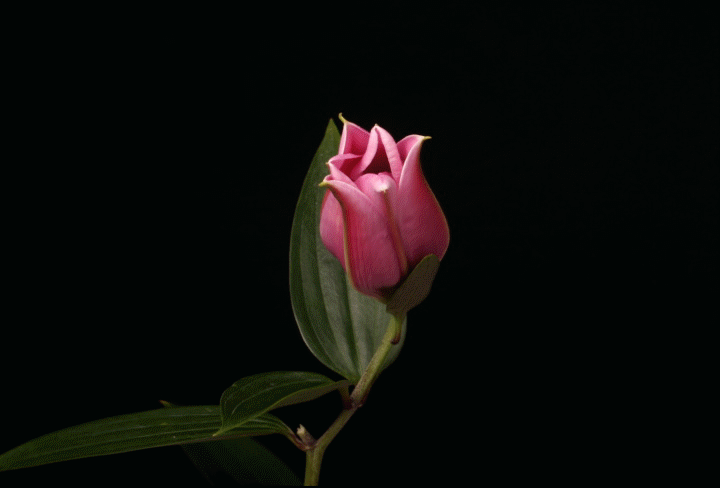 1. Гифка красиво распускающийся цветок лилии