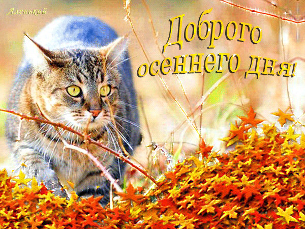 9. Красивая гифка с котом и пожеланием доброго осеннего дня!