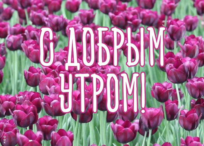 4. Анимация с добрым утром в поле тюльпанов!