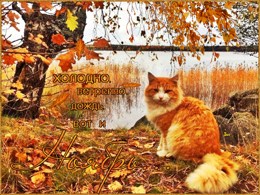 Наступает конец сентября. Осенний кот. Тёплая осень. Осенний денек. Осеннее утро с животным.