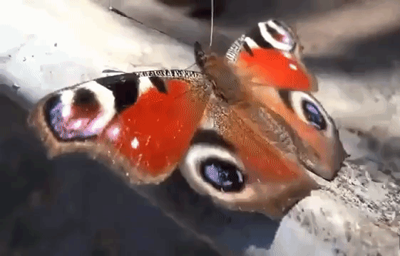 Одна из самых больших и красивых бабочек в мире. Названий у неё много : Павлиноглазка, Павлиний глаз, Бабочка — павлин, какая-то латинская абракадабра. Но суть всегда одна — крупная бабочка с крутыми крыльями и кровавыми оттенками в цвете.