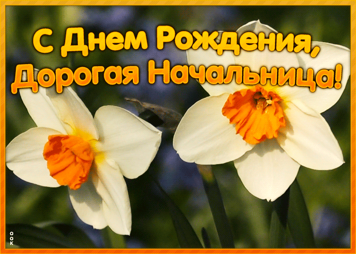 5. Гиф открытка с днём рождения дорогая начальница!