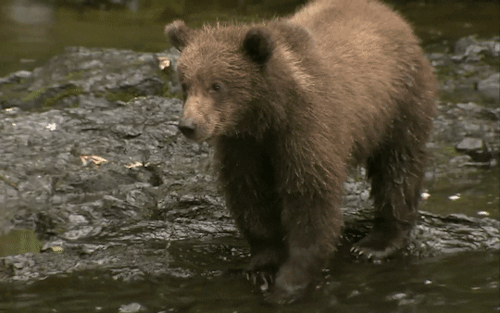Живого медведя видео. Медведь Гризли. Медведь анимация. Медведь бежит. Медведь гиф.