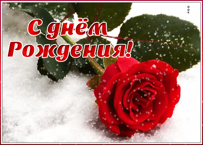 7. Красивая зимняя гифка с днём рождения с красной розой на снегу!