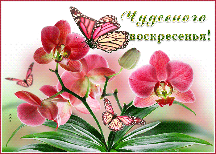 2. Мерцающая открытка с пожеланием чудесного воскресного утра с цветами!