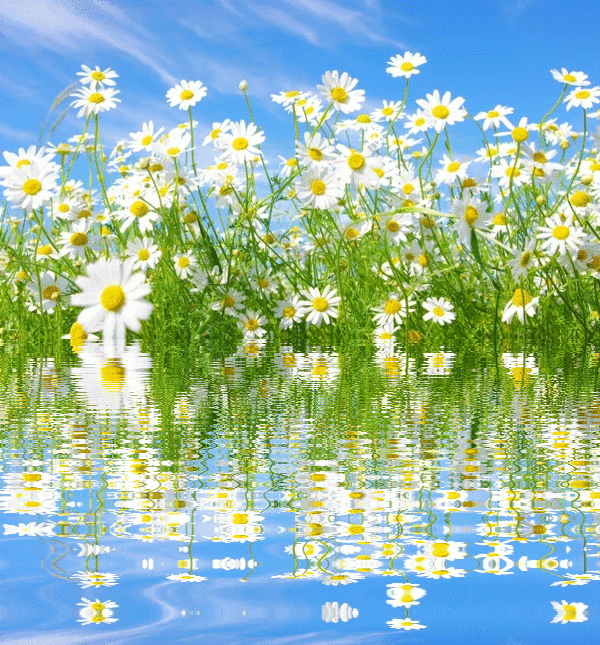 3. Красивые цветы на GIF анимациях. Ромашковое лето, Море из ромашек, Живые ромашки гиф.