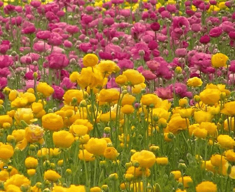 7. Анимация Желтые и розовые цветы колышутся от ветерка. Полевые цветы гифы, В поле Цветущий луг анимация