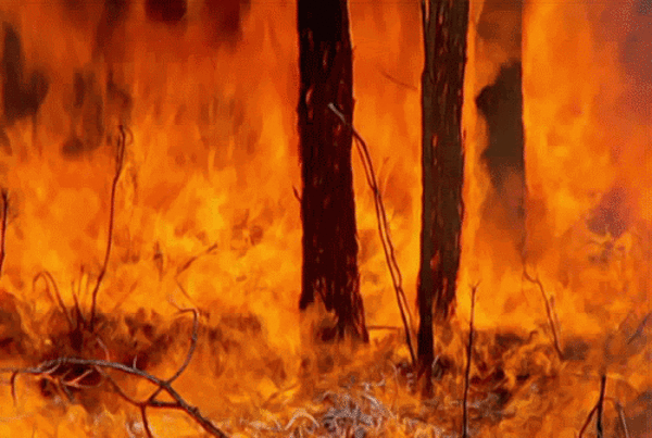 17. Гиф картинка пожар в лесу