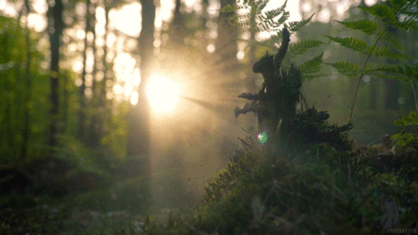 20. Очень красивая анимационная картинка утренний рассвет в лесу