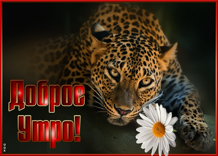 10. Крутая и невероятно красивая гиф открытка доброе утро с леопардом